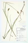 Fescue Sedge; Fescue Oval Sedge  specimen