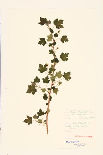 Prickly Gooseberry specimen