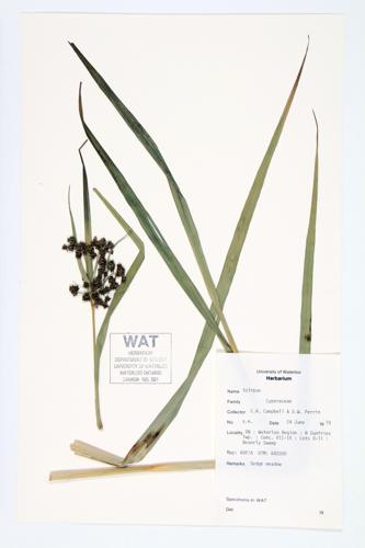 Bulrush specimen