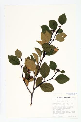 Green Alder; Mountain Alder specimen