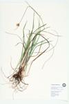 Tawny Cottongrass; Tawny Cotton-grass; Virginia Cotton-grass specimen