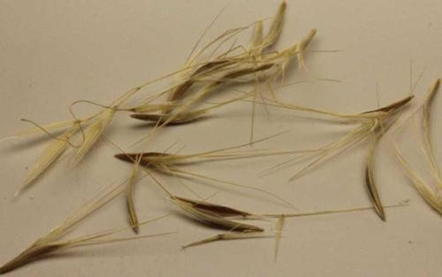 Prairie Brome specimen