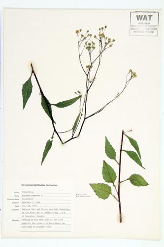 Common Nipplewort; Nipplewort; Dock-cress specimen