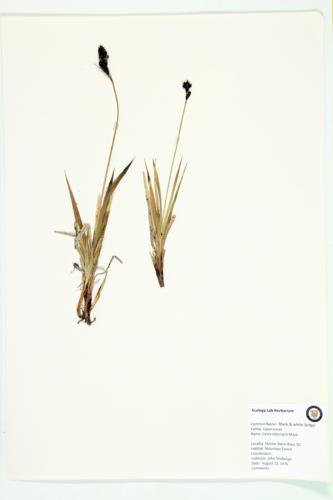 Black and White Sedge specimen