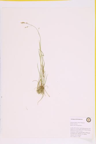 Silver Hairgrass specimen