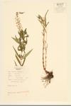 Swamp Loosestrife; Swamp Candles specimen