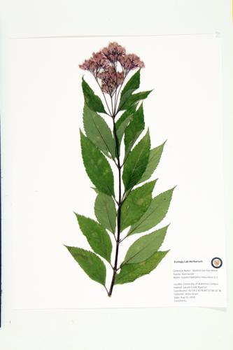 Spotted Joe-Pye-Weed specimen