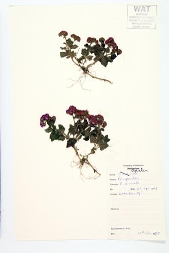 White Snakeroot specimen