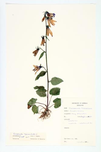 Nettle-leaved Bellflower specimen