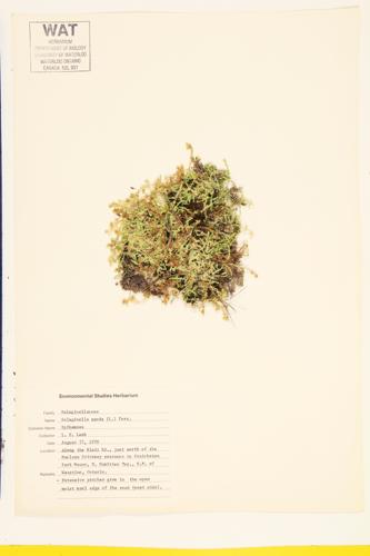 Hidden Spikemoss specimen