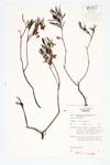 Bog Rosemary specimen