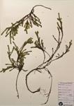 Black Crowberry; Heathberry specimen