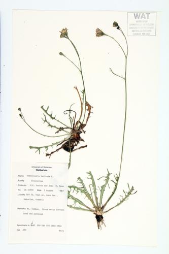 Hairy Cat's Ear; Long-rooted Cat's-ear; Spotted Cat's-ear specimen