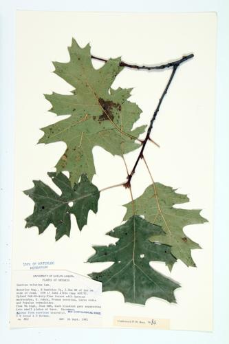 Black Oak specimen