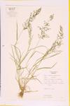 Little lovegrass specimen