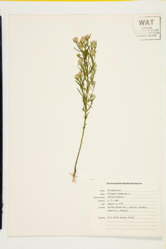 Blood-red Milkwort; Field Milkwort; Tufted Milkwort specimen