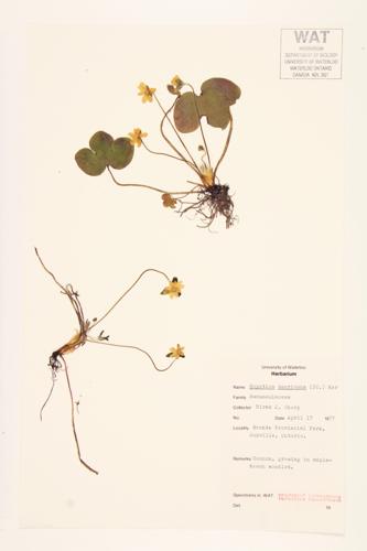 Round-lobed Hepatica specimen