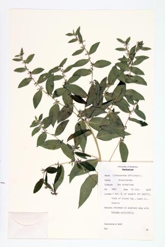 Common Gromwell; Pearl Gromwell specimen