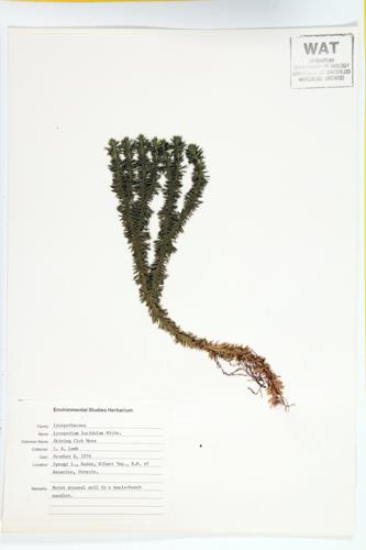 Shining Club-moss; Shining Fir-moss specimen