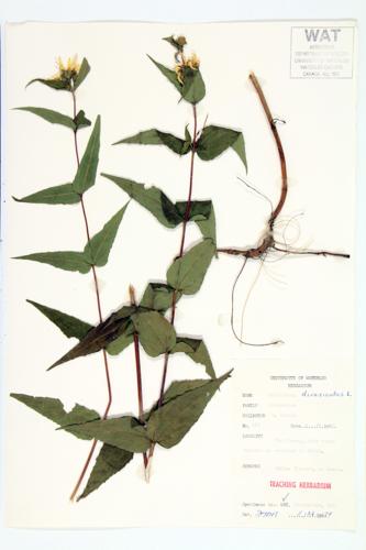 Woodland Sunflower; Rough Sunflower; Rough Woodland Sunflower specimen