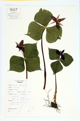 Purple Trillium specimen