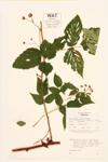 Grayleaf Red Raspberry specimen