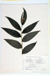 Star-flowered Solomon's Seal specimen