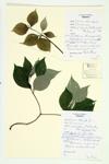 Eastern Flowering Dogwood; Flowering Dogwood specimen