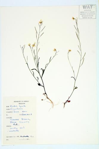 Lyrate Rockcress specimen