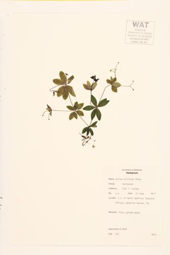 Fragrant Bedstraw; Sweet-scented Bedstraw specimen