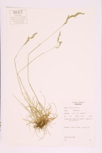 Sheep Fescue specimen