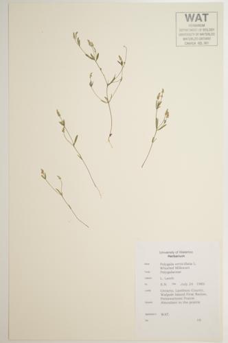 Whorled Milkwort specimen