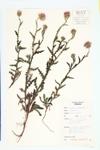 Acanthus Plumeless Thistle; Plumeless Thistle; Spiny Plumeless Thistle specimen