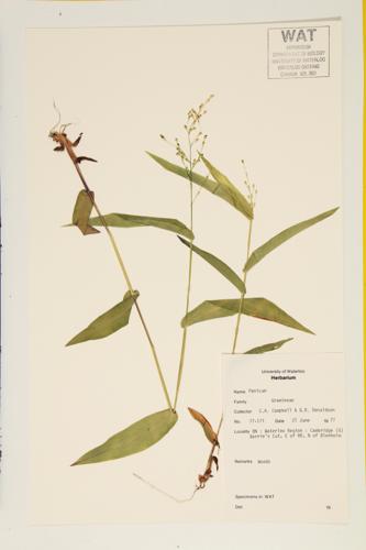 Grasses specimen