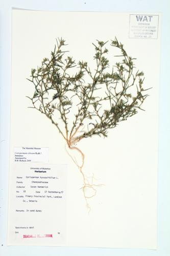 Common Bugseed specimen