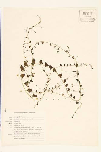 Sharpleaf Cancerwort; Sharpoint Fluvellin; Canker-root  specimen