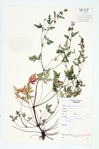 Herb-robert; Robert's Geranium specimen