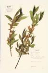 Shining Willow; Glossy Willow specimen