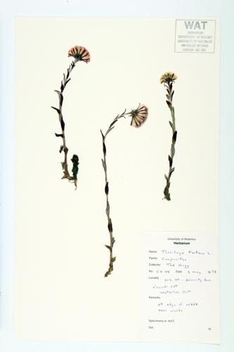 Coltsfoot; Coughwort specimen