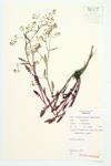 Marsh Yellow-cress specimen