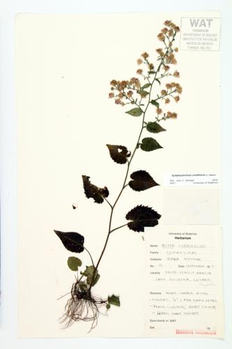 common blue wood aster specimen