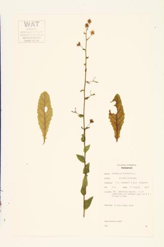 Moth Mullein specimen