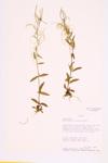 Fringed Willow-herb  specimen