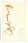 Macoun's Cudweed; Viscid Cudweed; Northern Cudweed specimen