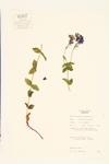 Germander Speedwell specimen