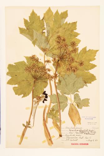 Common Cow-parsnip; Cow-parsnip; Lanate Cow-parsnip  specimen