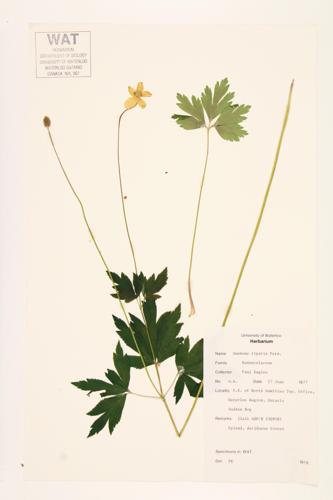 Tall Thimbleweed; Tall Anemone specimen