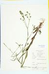 Sleepy Catchfly specimen