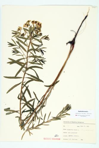 Leafy Spurge; Hungarian Spurge specimen