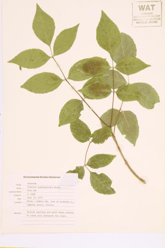 Blue Ash; Four-angled Ash specimen